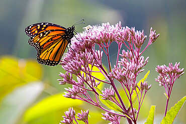 Monarch Butterfly