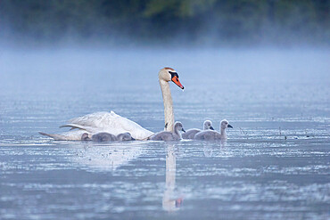 Mute Swan famil