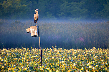 Great Blue Heron in Summer Marsh