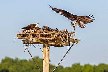 Osprey Delivers Fish to the Nest