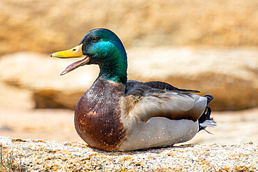 Mallard Drake