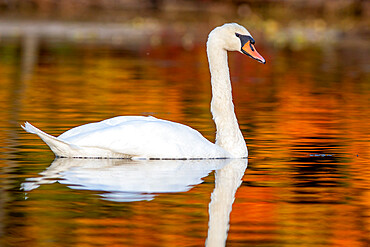 Mute Swan in Autumn