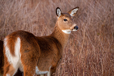 White-tailed Deer