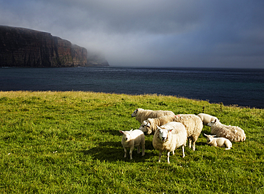 Sheep at Rackwick Bay, Hoy, Orkney Islands, Scotland, United Kingdom, Europe