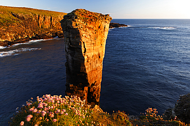 Yesnaby Sea Stack, West Mainland, Orkney Islands, Scotland, United Kingdom, Europe