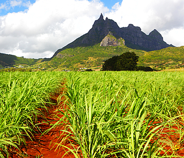 Mount Pieter Both and sugar cane fields, Mauritius, Indian Ocean, Africa