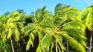 Palm trees, near Nadi, Viti Levu, Fiji, South Pacific