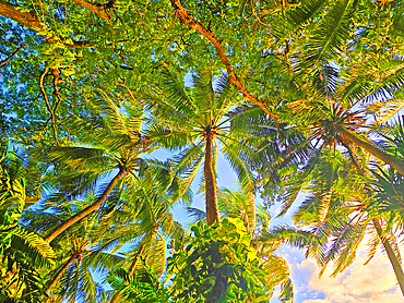 Palm trees, near Nadi, Viti Levu, Fiji, South Pacific