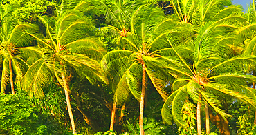 Palm trees, near Nadi, Viti Levu, Fiji, South Pacific