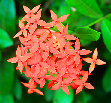 Tropical flower, Viti Levu, Fiji, South Pacific