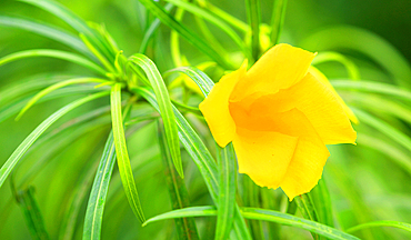Tropical flower, Viti Levu, Fiji, South Pacific