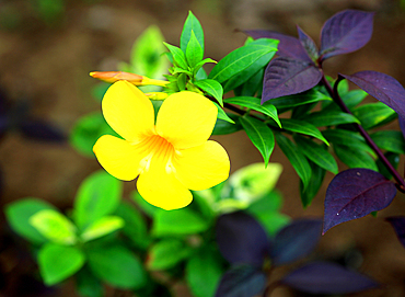 Tropical flower, Viti Levu, Fiji, South Pacific
