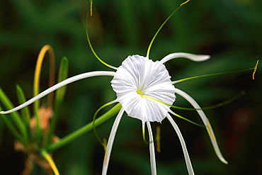 Tropical flower, Viti Levu, Fiji, South Pacific