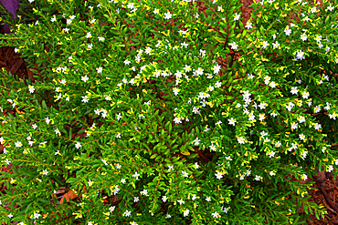 Tropical flower, Viti Levu, Fiji, South Pacific
