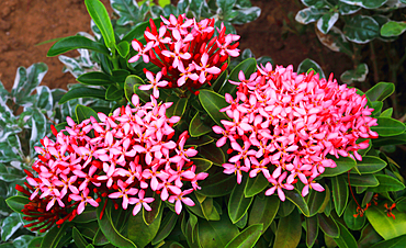 Tropical flower, Viti Levu, Fiji, South Pacific