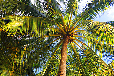 Palm trees, First Landing Beach Resort, Viti Levu, Fiji, South Pacific