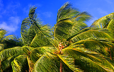 Palm trees, First Landing Beach Resort, Viti Levu, Fiji, South Pacific