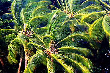 Palm trees, First Landing Beach Resort, Viti Levu, Fiji, South Pacific