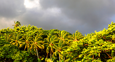 Palm trees, First Landing Beach Resort, Viti Levu, Fiji, South Pacific