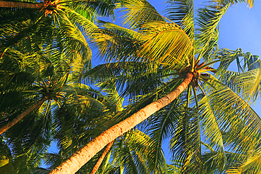 Palm trees, First Landing Beach Resort, Viti Levu, Fiji, South Pacific