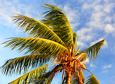 Palm trees, First Landing Beach Resort, Viti Levu, Fiji, South Pacific