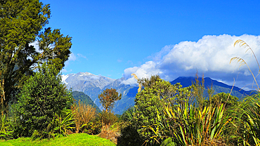 Fox Glacier, South Island, New Zealand