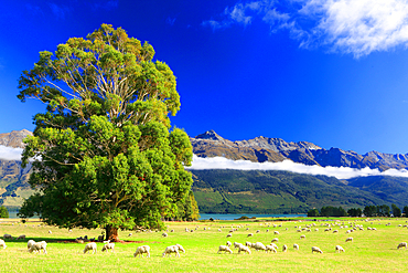 Cloud inversion over Lake Wakatipu, near Queenstown, South Island, New Zealand