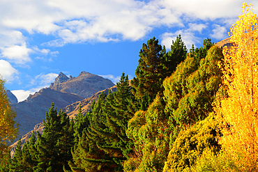 Trees in autumn, South Island, New Zealand