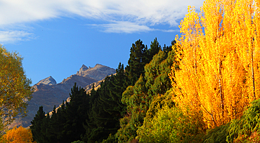 Trees in autumn, South Island, New Zealand