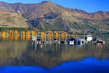Autumn colours, Lake Wanaka, Wanaka, South Island, New Zealand