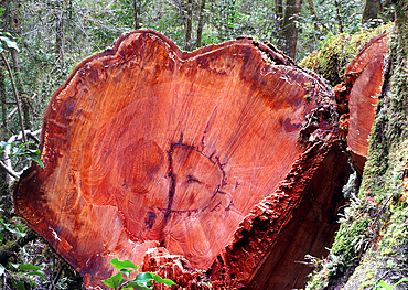 Chopped tree detail, South Island, New Zealand