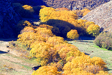 Tree in autumn, South Island, New Zealand
