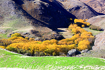 Tree in autumn, South Island, New Zealand
