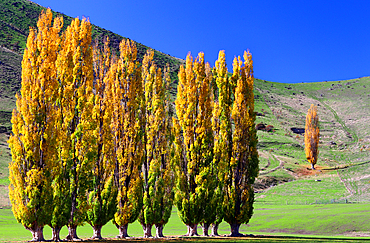 Tree in autumn, South Island, New Zealand