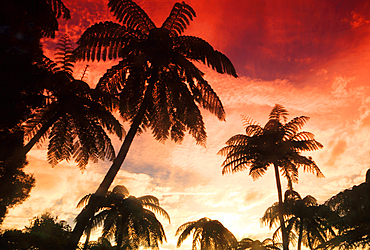 Palm trees, Fiji, South Pacific