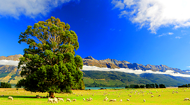 Tree and cloud inversion, Lake Wakatipu, South Island, New Zealand