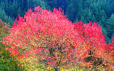 Trees in autumn near Nelson, South Island, New Zealand
