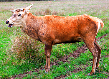 Stag, South Island, New Zealand