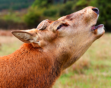 Stag, South Island, New Zealand
