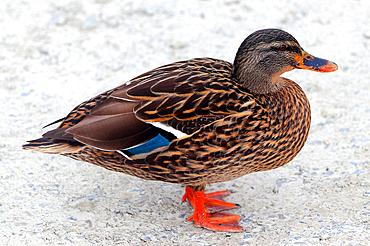Mallard, Lake Rotoiti, South Island, New Zealand