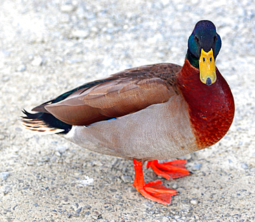 Mallard, Lake Rotoiti, South Island, New Zealand