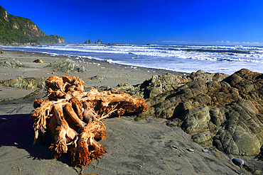 Near Great Coast Road, West Coast, South Island, New Zealand