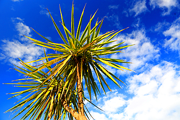 Palm trees, West Coast, New Zealand