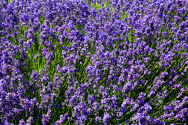 National Collection of Lavender, Norfolk Lavender, near Hunstanton, Norfolk, England, UK