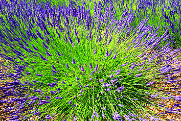 National Collection of Lavender, Norfolk Lavender, near Hunstanton, Norfolk, England, UK