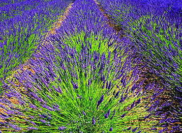 National Collection of Lavender, Norfolk Lavender, near Hunstanton, Norfolk, England, UK
