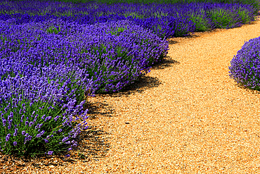National Collection of Lavender, Norfolk Lavender, near Hunstanton, Norfolk, England, UK