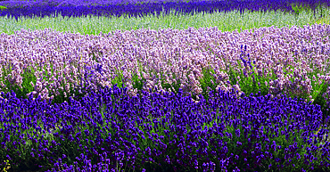 National Collection of Lavender, Norfolk Lavender, near Hunstanton, Norfolk, England, UK