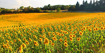 Sunflowers in summer evening light, near Montreal, Ariege, France