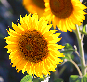 Sunflowers in summer evening light, near Montreal, Ariege, France